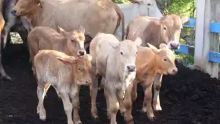 Detectan primer caso de gusano barrenador en Tamaulipas y se encienden las alarmas; ya son 14 estados