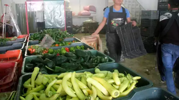Venta de productos agrícolas apenas reportaron mil dólares a Quintana Roo; es la peor cifra desde abril a junio de 2020 Venta de productos agrícolas apenas reportaron mil dólares a Quintana Roo; es la peor cifra desde abril a junio de 2020