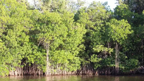 El biólogo Zaldívar Jiménez lidera los trabajos de la Comunidad de Restauradores Isla Aguada, señala que el 50% de las hectáreas requieren atención urgente
