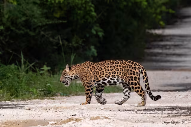 Población de jaguares aumenta un 10% en Quintana Roo; registran más de 2 mil 800 ejemplares