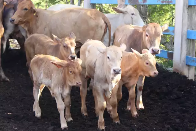 Tamaulipas es el estado número 14 del país que registra casos de gusano barrenador.