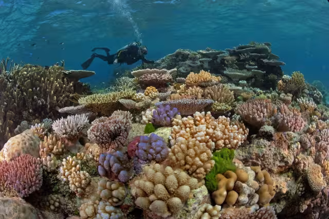 El cambio climático afecta gravemente los arrecifes de coral