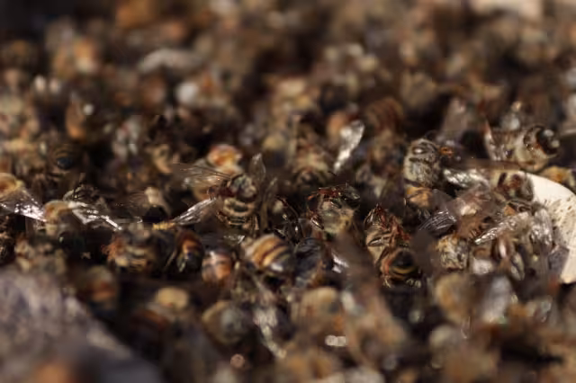 Millones de abejas han muerto en la Península de Yucatán por el uso de agroquímicos