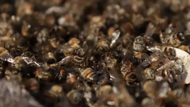 Millones de abejas han muerto en la Península de Yucatán por el uso de agroquímicos