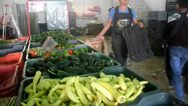 Venta de productos agrícolas apenas reportaron mil dólares a Quintana Roo; es la peor cifra desde abril a junio de 2020