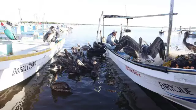 El Gobierno del estado apoyará con el 50% del costo