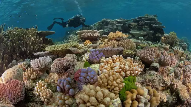El cambio climático afecta gravemente los arrecifes de coral