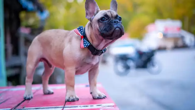 Foto: Facebook Rabbit Hash