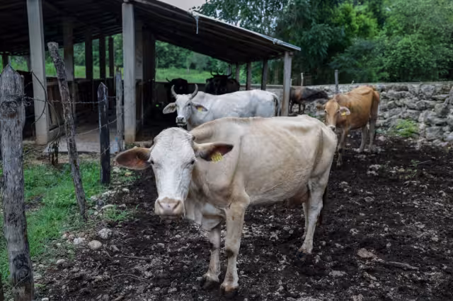 En redes sociales, las autoridades municipales informan de caso de gusano barrenador en humano
