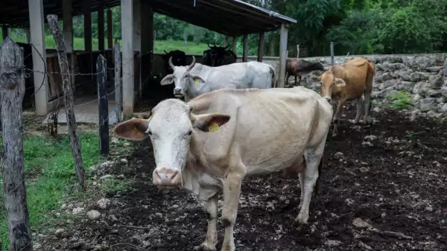 En redes sociales, las autoridades municipales informan de caso de gusano barrenador en humano