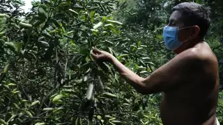 Virgilio Chi, vecino de este pueblo maya, asegura que desde hace un año empezó a notar afectaciones en sus sembradíos