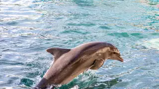 Presentan investigación de 5 años en la cual recolectaron información de más de 200 cetáceos