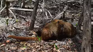 La poca fauna sobrevive por el 90 por ciento de los manglares secos