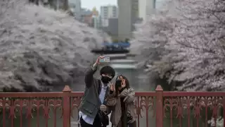 En Japón brota la flor de cerezo antes de tiempo