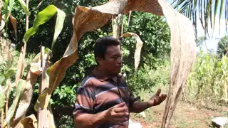 Productores de comunidades calkinienses han sufrido pérdidas dada la cantidad de precipitaciones que se han hecho presentes a lo largo de los últimos meses