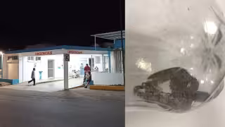 Nauyaca muerde a una menor de edad en la Zona Maya de Quintana Roo