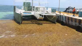 La reproducción excesiva del sargazo puede causar un desequilibrio ecológico