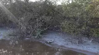 Imparable el ecocidio de manglares en Holbox: Ambientalistas