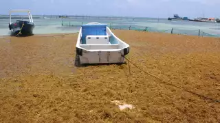 Mahahual vive su tercer recale masivo de sargazo en la temporada