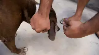 El perro falleció por un traumatismo craneoencefálico