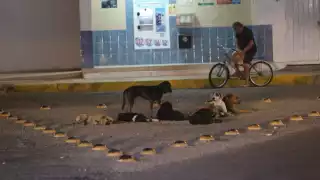 Se convocó a los propietarios de perros y gatos para que los lleven a inmunizar
