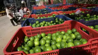 La caja con 18.5 kilos se llega a vender hasta en 800 pesos, por lo que ha sido un verdadero negocio para los citricultores en las ñultimas semanss