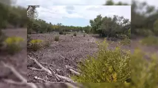 Ante la devastación de manglares en el Sur de Quintana Roo, vecinos piden a la Profepa intervenir, para evitar daños al ecosistema de humedales en Punta Lagartos
