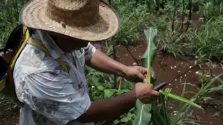 Plaga destruye cosechas en Lázaro Cárdenas