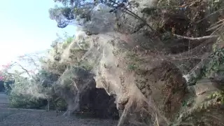 Las arañas de la especie Tetragnatha son las autoras de estas telarañas; se alimentan de mosquitos