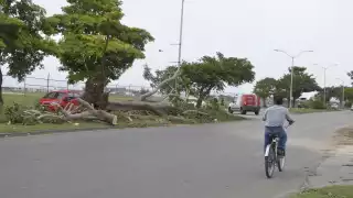 El primer disturbio que apareció fue Alex, del 2 al 6 de junio, y el último fue Nicole, del 7 al 11 de noviembre pasado