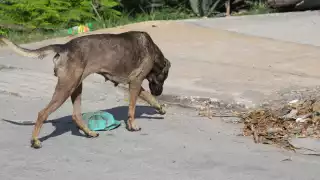“Está bien su reglamento o lo que quieran hacer, qué lástima que no lo consulten con el pueblo o con los animalistas", activista