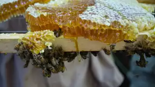 En la región de la Península de Yucatán se produce más del 30 por ciento de la producción nacional de miel de abeja, según la PLACCO