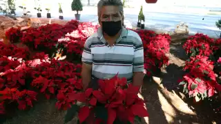 Su popularidad internacional se debe a que este arbusto ha sido asociado a las festividades decembrinas ya que su floración ocurre entre los meses de noviembre y enero.