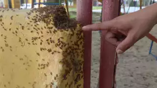 la plaga ha afectado las labores cotidianas de las familias, afirman