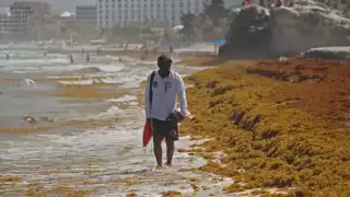 Sargazo resta belleza a las playas de Cancún