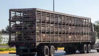 Aún repletos de cerdos, los trailers de Kekén violan la ley en el nuevo tramo en Tixpéhual, Yucatán