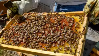 La crisis que enfrentan los apicultores, es de las peores que les ha tocado, declaran