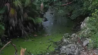 Con heces y basura, así están contaminados los cenotes de Quintana Roo