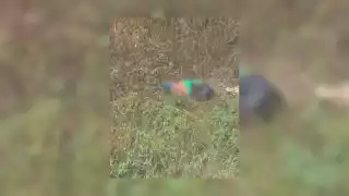 Motociclista muere tras derrapar en la carretera José María Morelos-Polyuc