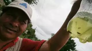 Dengue daría inmunidad contra COVID-19 (Cuartoscuro)