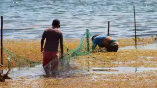 Las barreras antisargazo artesanales se rompieron, lo que permitió el paso de la macroalga a Mahahual