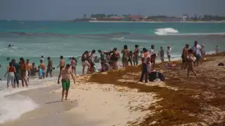 Semar indicó que se han recolectado más de 23 mil toneladas de sargazo de las playas de Quintana Roo en 2021