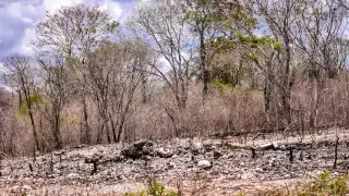 Mérida, Mocochá, Motul, Muna y Opichén son los municipios afectados por la sequía