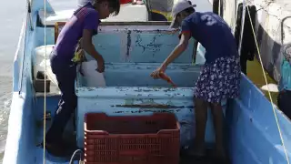 Emplear a infantes, según la ley, pone en peligro el bienestar de las generaciones futuras