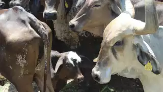 Se realizaron tres mil 867 inspecciones en rastros municipales y casas de matanza rural