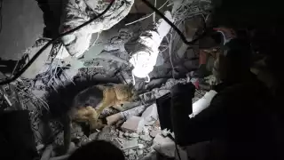 Los perros rescatistas continúan haciendo su labor entre los edificios derrumbados. Foto: Especial
