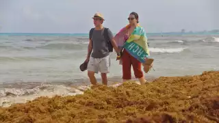 En algunas playas de Cancún se pueden ver montículos de sargazo; se ha levantado más de 19 mil toneladas de la macroalga