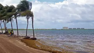 Varias playas de los municipios de Quintana Roo amanecieron inundadas de sargazo este martes