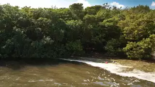 Estos ecosistemas son zonas de crianza y desove