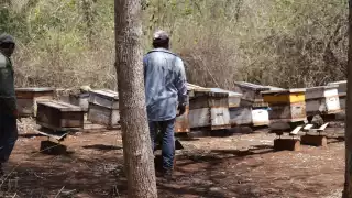Apicultores de Campeche continúan quejas por la muerte de abejas en Hopelchén